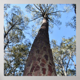 ラゲルシュポンデローサパインポスター ポスター