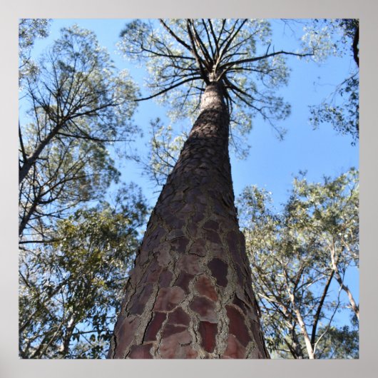 ラゲルシュポンデローサパインポスター ポスター (正面)