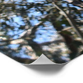 ラゲルシュポンデローサパインポスター ポスター (角)