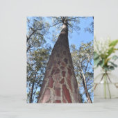 ラゲルシュポンデローサパイン紙シート (スタンド正面)