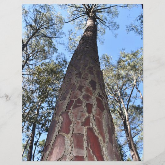 ラゲルシュポンデローサパイン紙シート (正面)