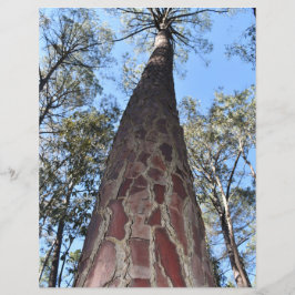 ラゲルシュポンデローサパイン紙シート