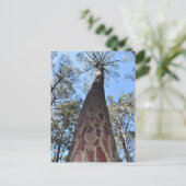 ラゲルシュポンデローザパインポストカード ポストカード (スタンド正面)