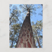 ラゲルシュポンデローザパインポストカード ポストカード (正面)