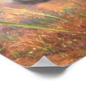 ラサアプソドグハイテールホーム ポスター (角)