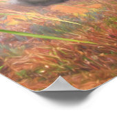 ラサアプソドグハイテールホーム ポスター (角)