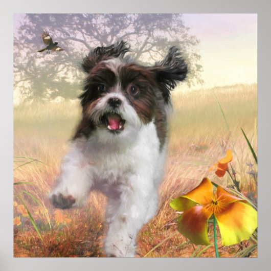 ラサアプソドグハイテールホーム ポスター (正面)