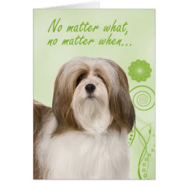 ラサアプソラブ&サポートカード