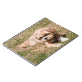 ラサアプソ犬 ノートブック (左側)