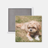 ラサアプソ犬 マグネット (正面/裏面)