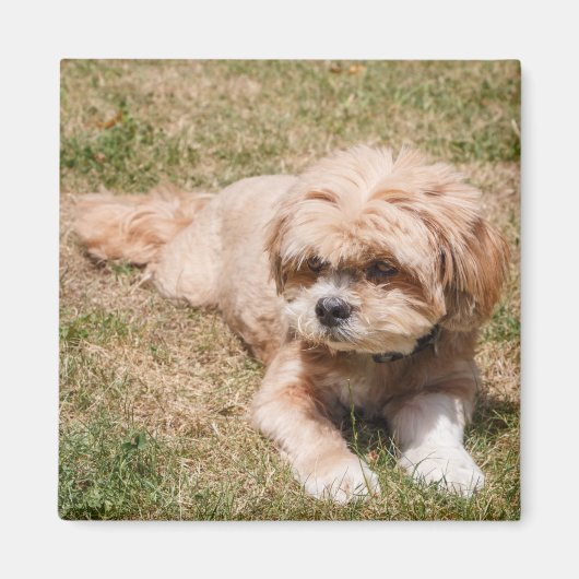 ラサアプソ犬 マグネット (正面)