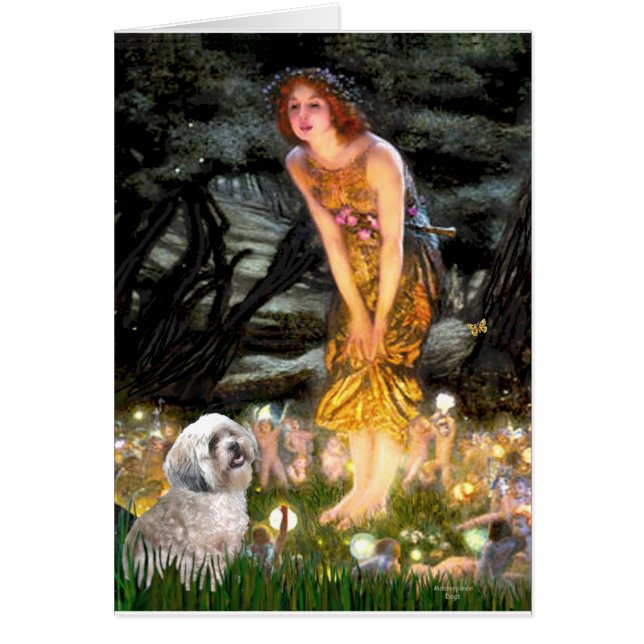 ラサアプソ10ミッドエバ (正面)