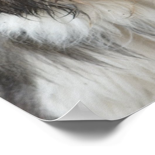 ラサアプソ ポスター (角)