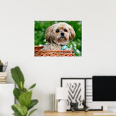 ラサ・アプソ子犬が入った籠 ポスター (ホームオフィス)