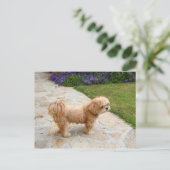 ラサ・アプソ・ドッグイン・ア・ガーデン ポストカード (スタンド正面)