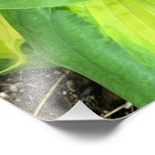 ラシュ鮮やかホスタ葉クローズアップ フォトプリント (角)