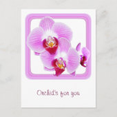 ラジアントオーキッドクローズアップ写真 – 正方形の枠 ポストカード (正面)