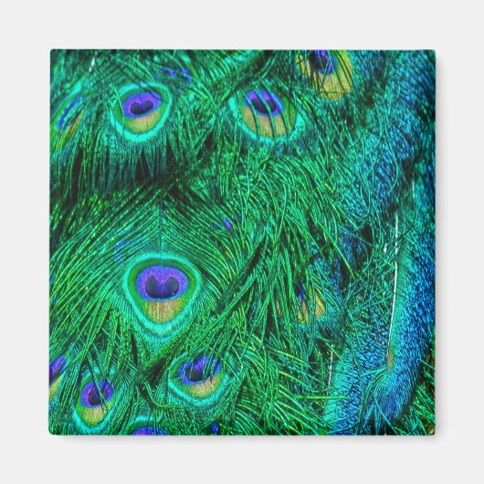 ラジアントピーコックフェザーフォトデザイン マグネット (正面)