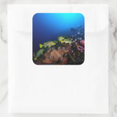 ラジャアンパットアンダーウォーター3 スクエアシール (バッグ)