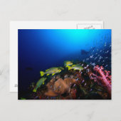 ラジャアンパットアンダーウォーター3 ポストカード (正面/裏面)