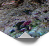 ラジャアンパットアンダーウォーター4 ポスター (角)