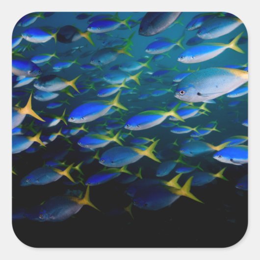 ラジャアンパットアンダーウォーター5 スクエアシール (正面)