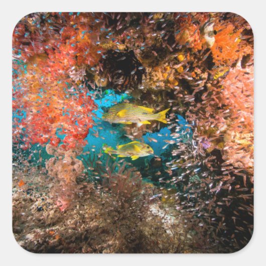 ラジャアンパットアンダーウォーター6 スクエアシール (正面)