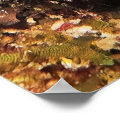 ラジャアンパットヌディ ポスター (角)