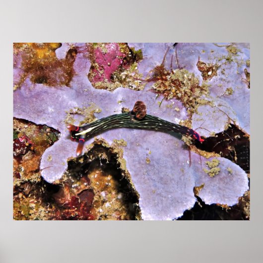 ラジャアンパットヌディ ポスター (正面)