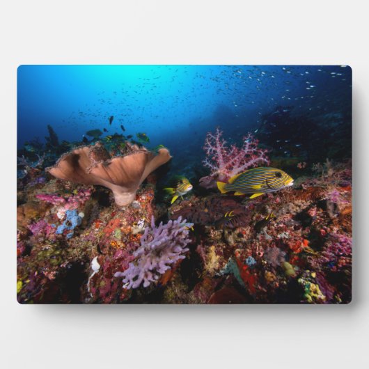 ラジャアンパット水中 フォトプラーク (正面)