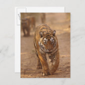 ラジャスタン州のランタンボア国立公園に生息するインドネシアのベンガルトラ ポストカード (正面/裏面)