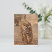 ラジャスタン州のランタンボア国立公園に生息するインドネシアのベンガルトラ ポストカード (スタンド正面)