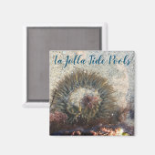 ラジョラタイドプールアネモン マグネット (正面/裏面)