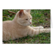 ラスカル (正面横)