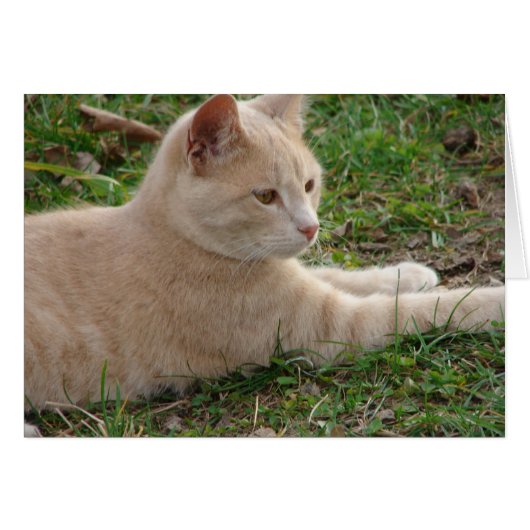 ラスカル (正面横)