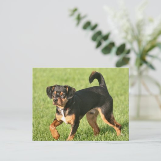 ラスカル ポストカード (スタンド正面)