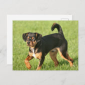 ラスカル ポストカード (正面/裏面)