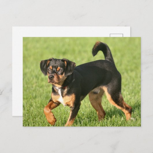 ラスカル ポストカード (正面/裏面)