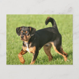 ラスカル ポストカード