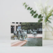 ラスコリーナのムスタングス# 12 ポストカード (スタンド正面)