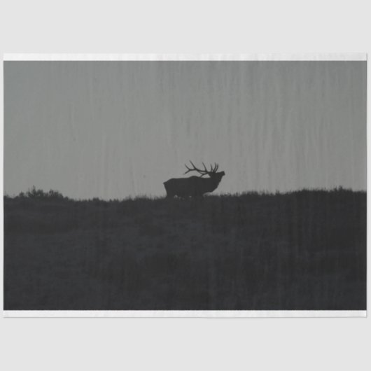 ラストバングル 薄葉紙 (正面)