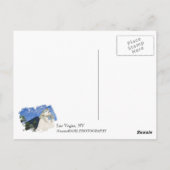 ラスベガスのクールな郵便はがき! ポストカード (裏面)