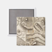 ラス火山 マグネット (正面/裏面)