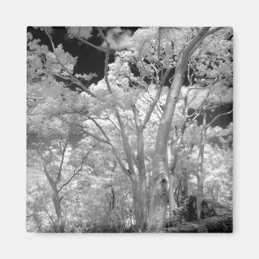 ラス2の木々の赤の建物とトレイル マグネット (正面)