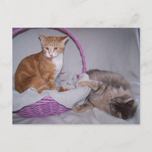 ラズベリーはがき ポストカード (正面)