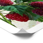 ラズベリーフェアリー ポスター (角)