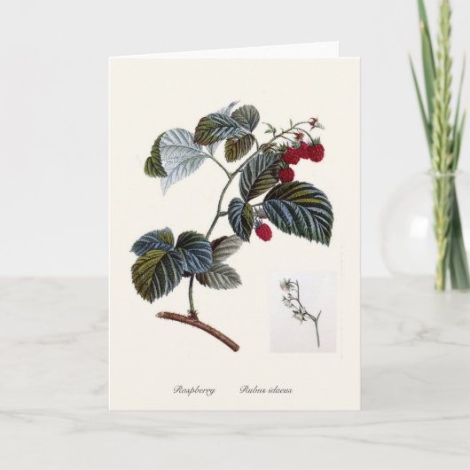 ラズベリー カード (正面)