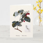 ラズベリー カード (黄色い花)