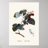 ラズベリー ポスター (正面)