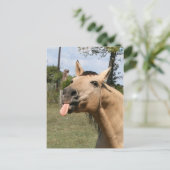 ラズベリー ポストカード (スタンド正面)